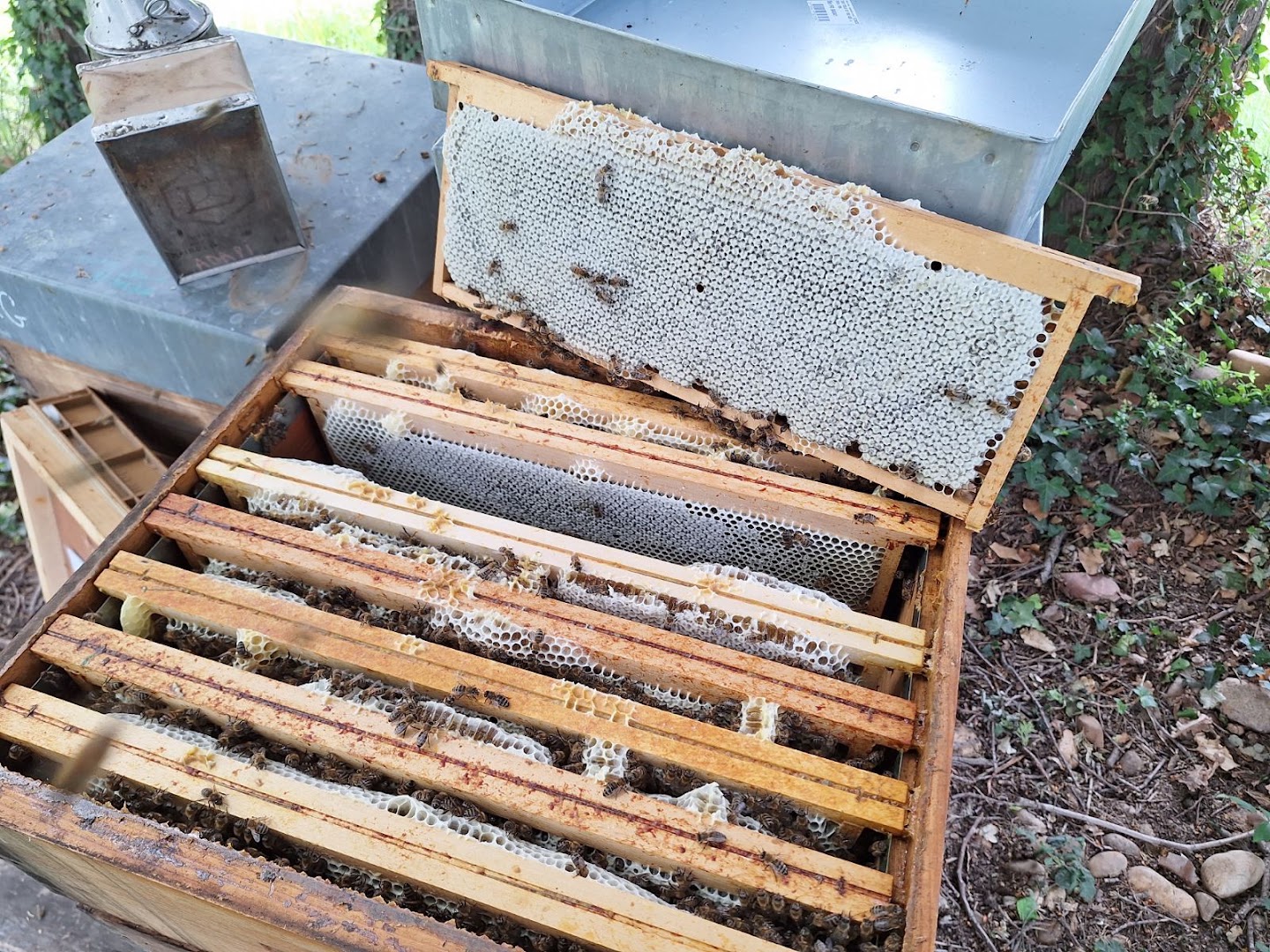 L'Abeille qui pique — photo 2